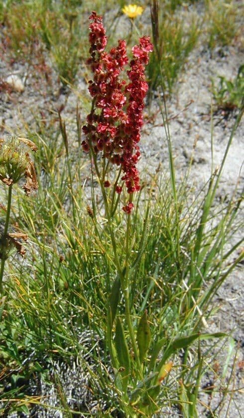 Acetosa alpina 6