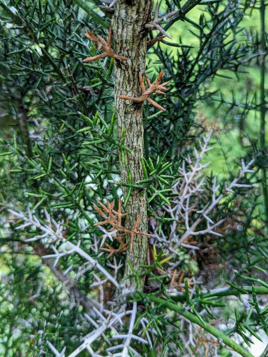 Colletia 14