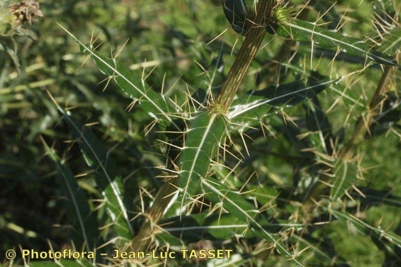 Ptilostemon casabonae 23