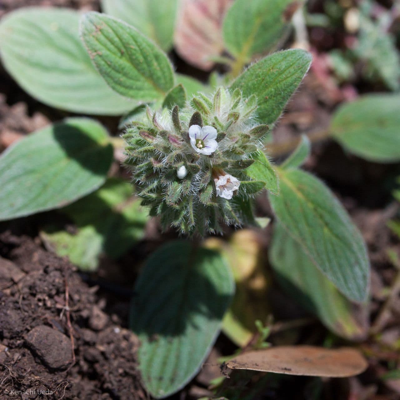 Phacelia 7