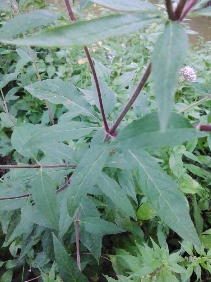 Eupatorio 18