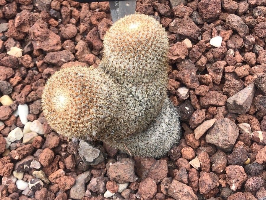Cactus a cuscinetto di bella forma 3