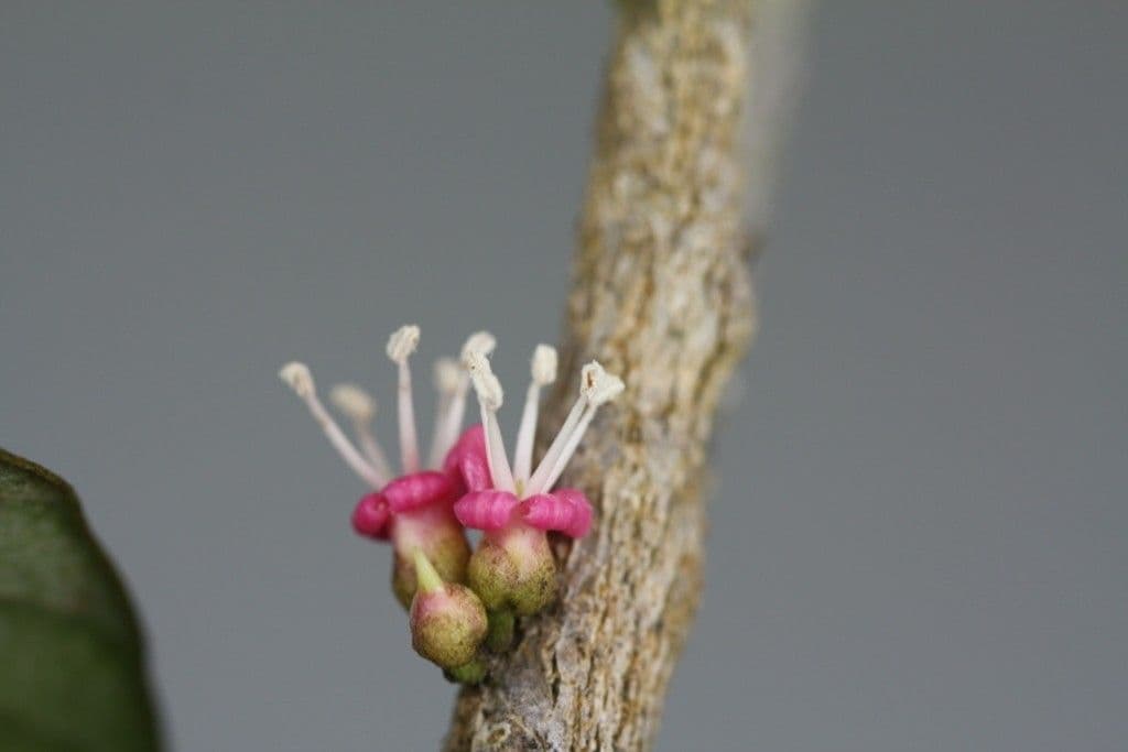 Blanchons Pycnandra 4