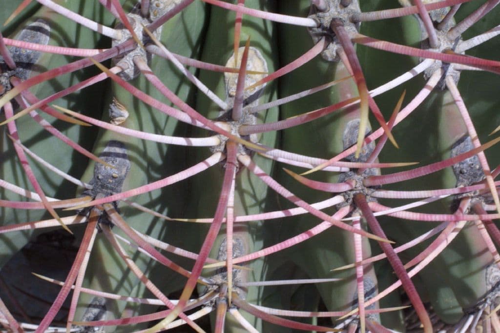 Cactus a botte di Emory 26