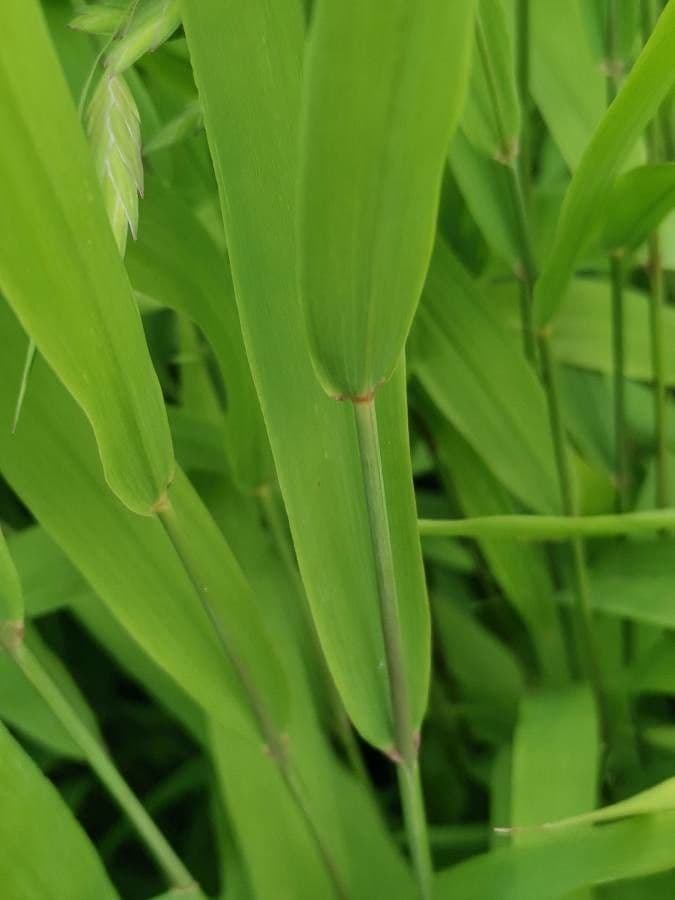 Chasmanthium latifolium 22