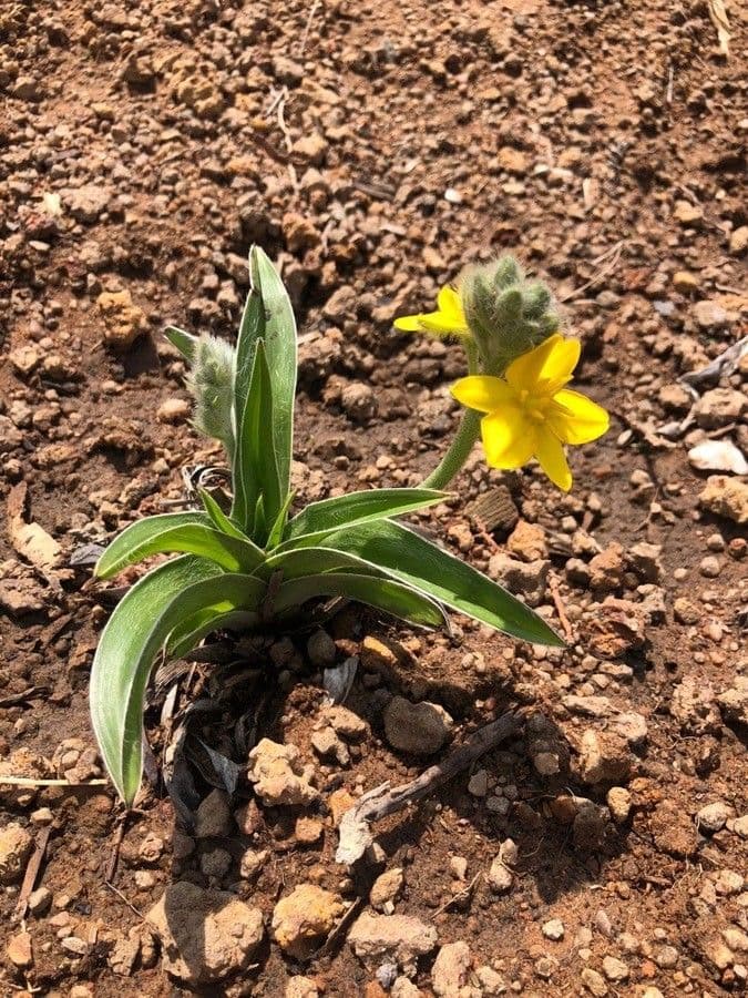Hypoxis