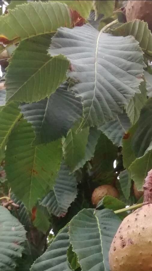 Ippocastano 16