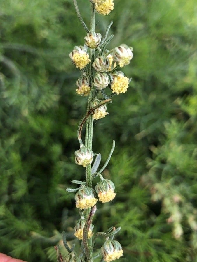 Weiße Artemisia 12