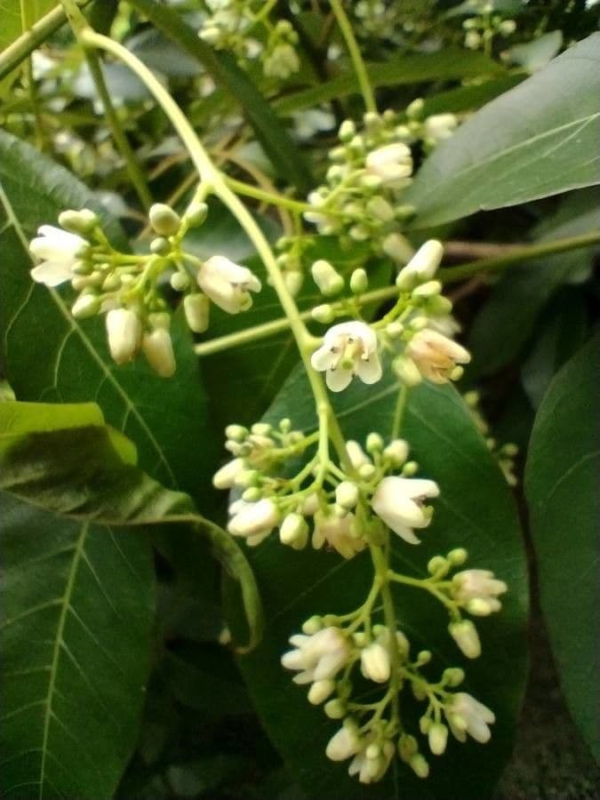 Cedro rosso 5