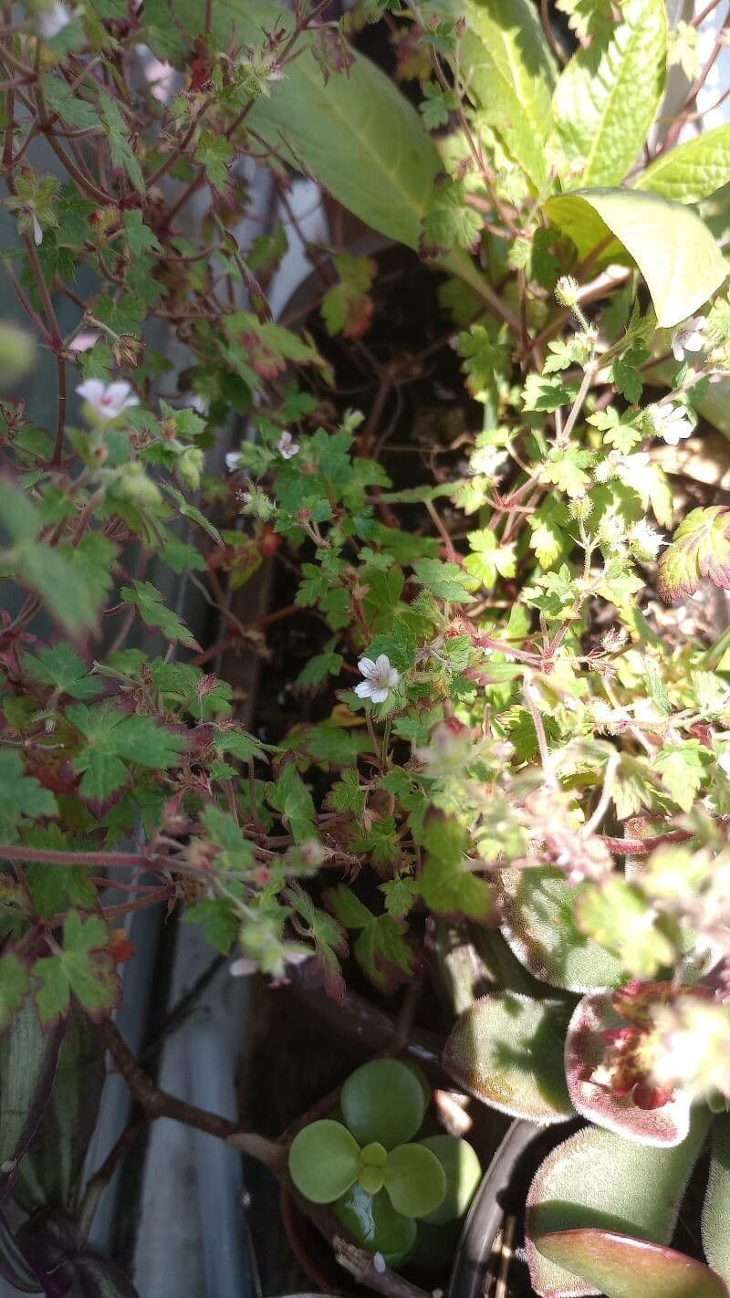 Geranium sibiricum 27