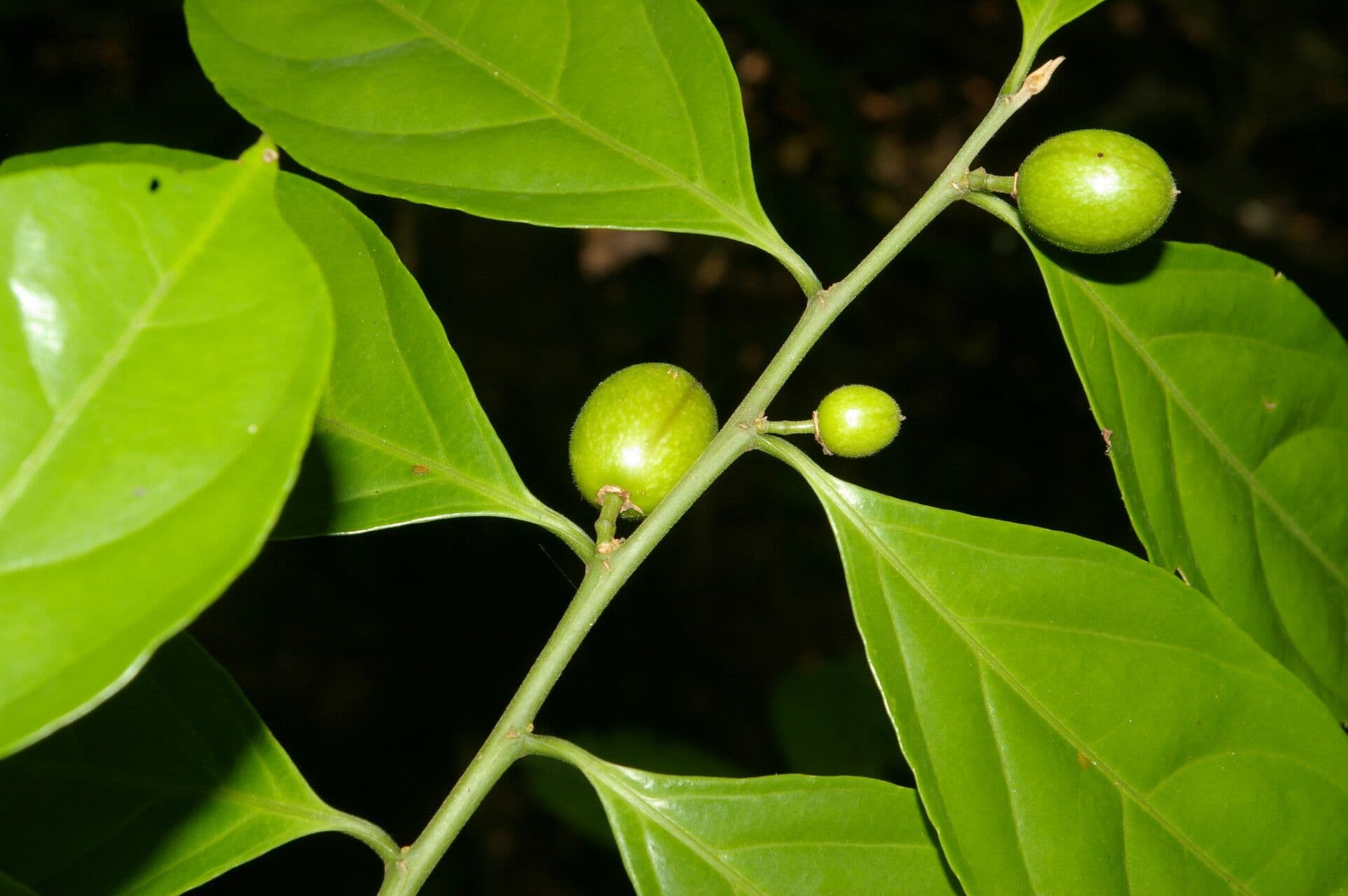 Casearia 5