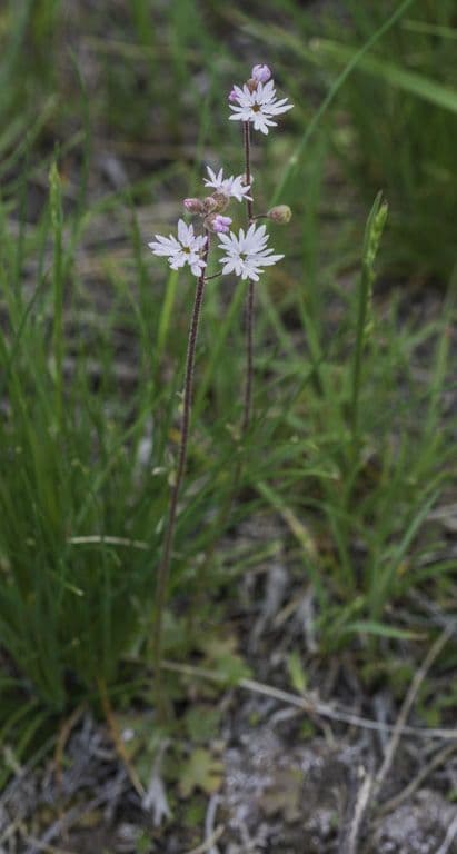 Lithophragma 8