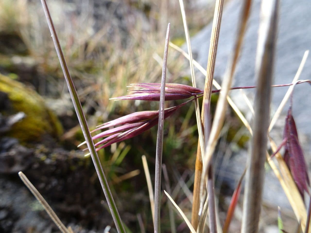 Festuca 2