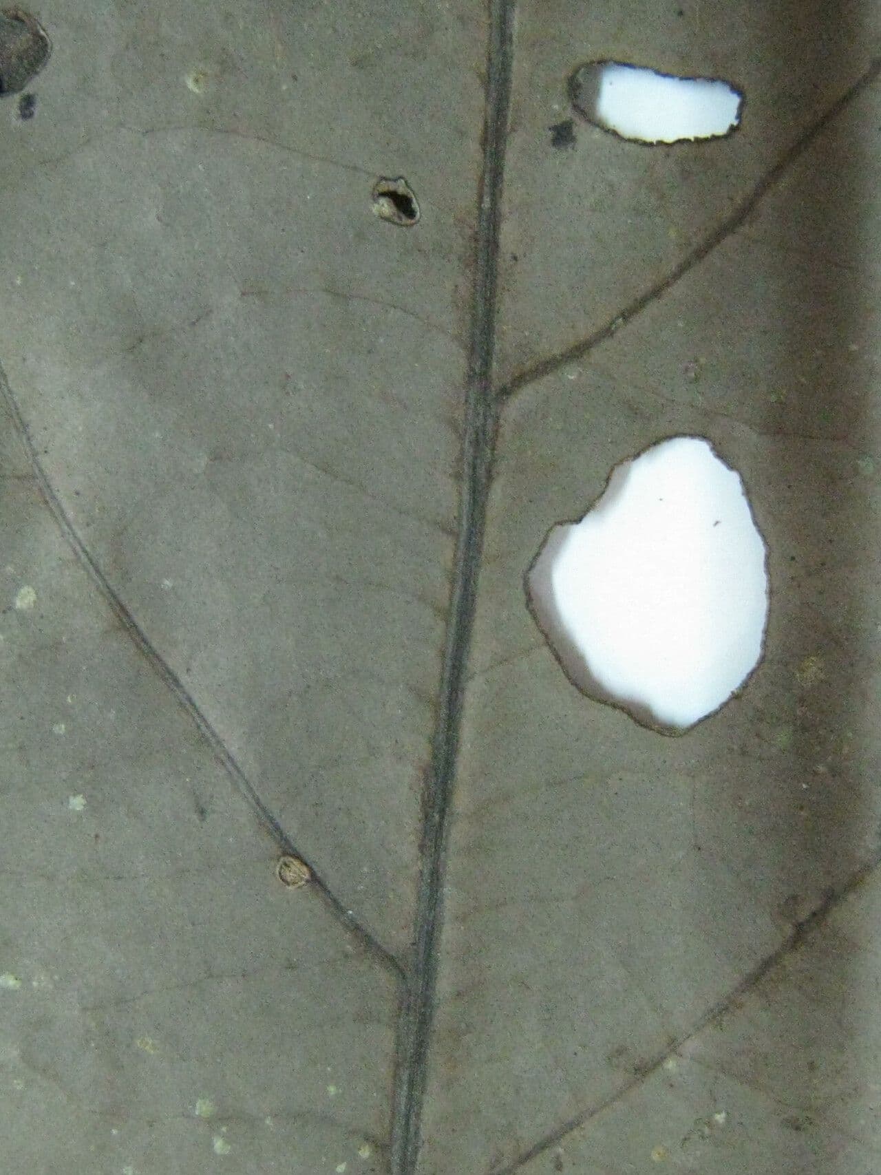 Ocotea leucoxylon 15