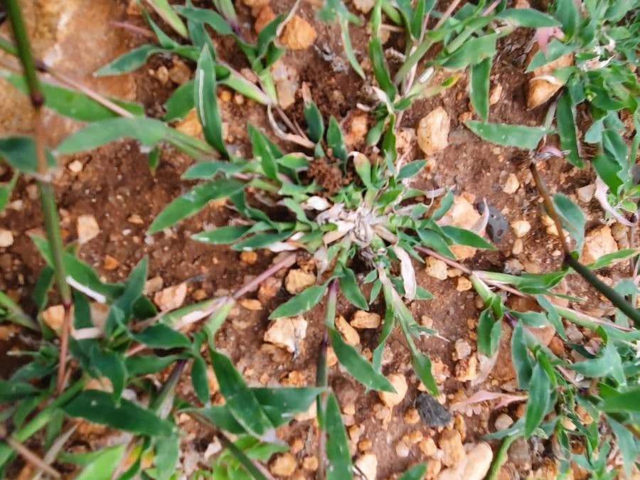 Tragus berteronianus 15