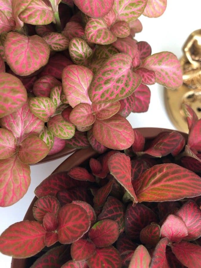 Fittonia 12