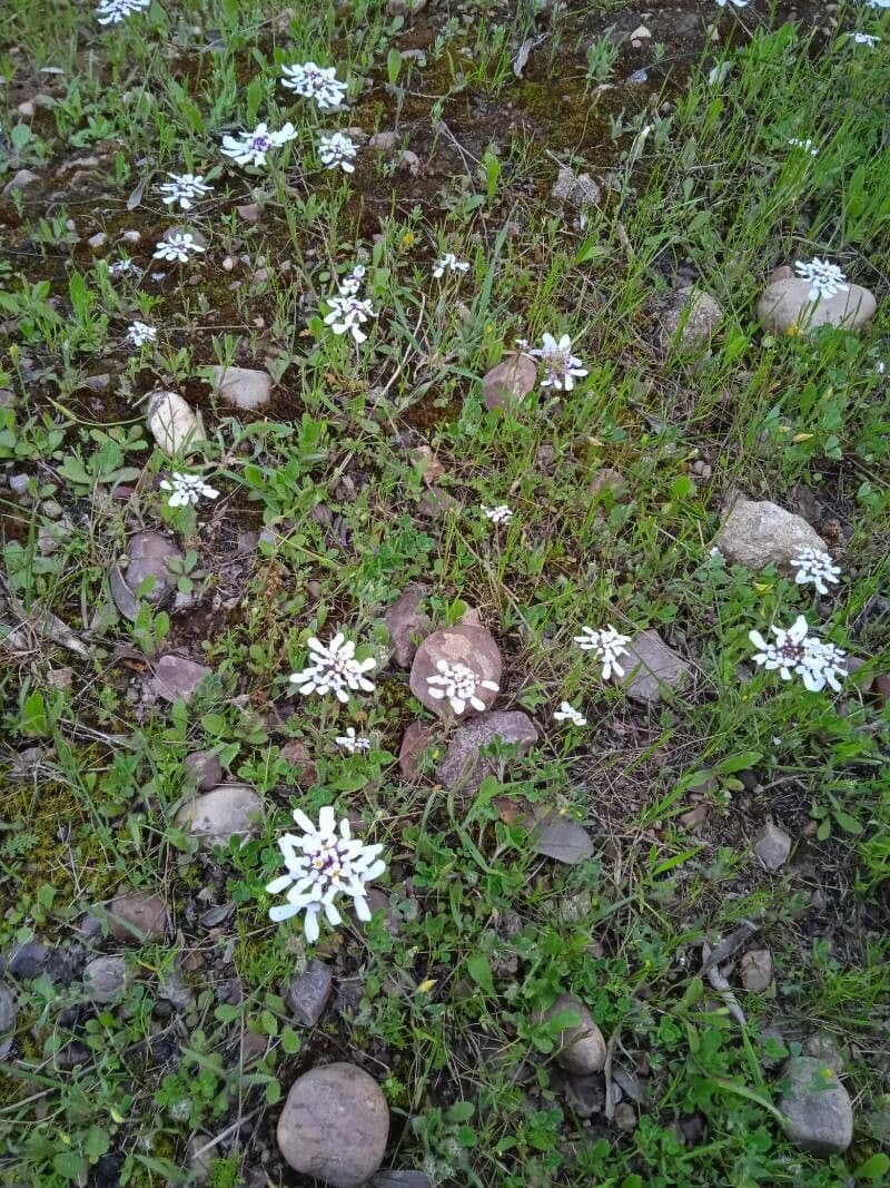 Iberis pectinada 9