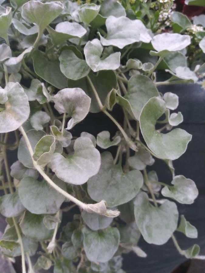 Dichondra a fiore piccolo 15