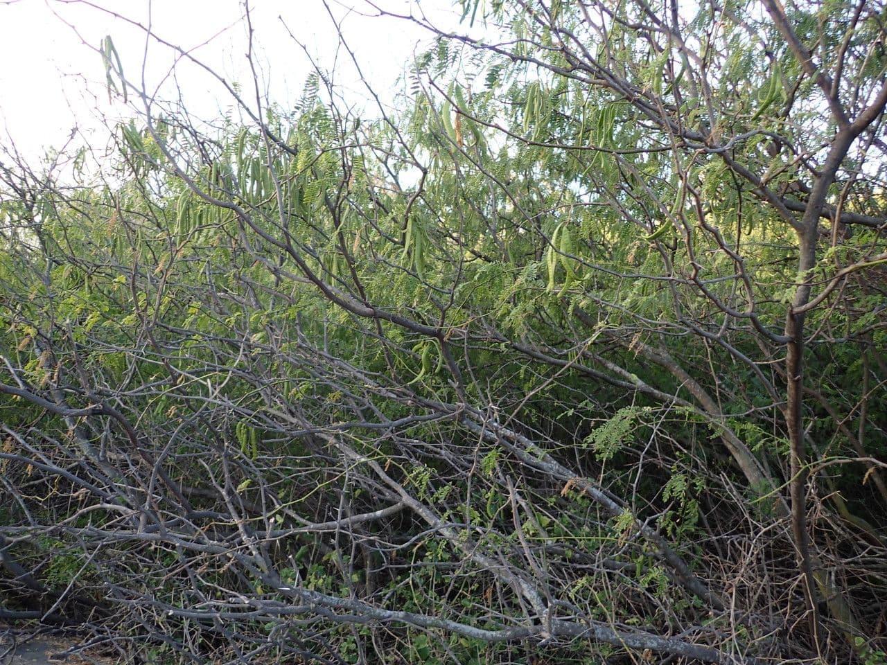 Prosopis 15