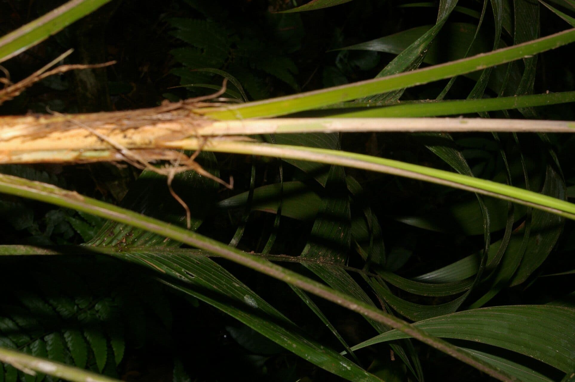 Ubim-Palme