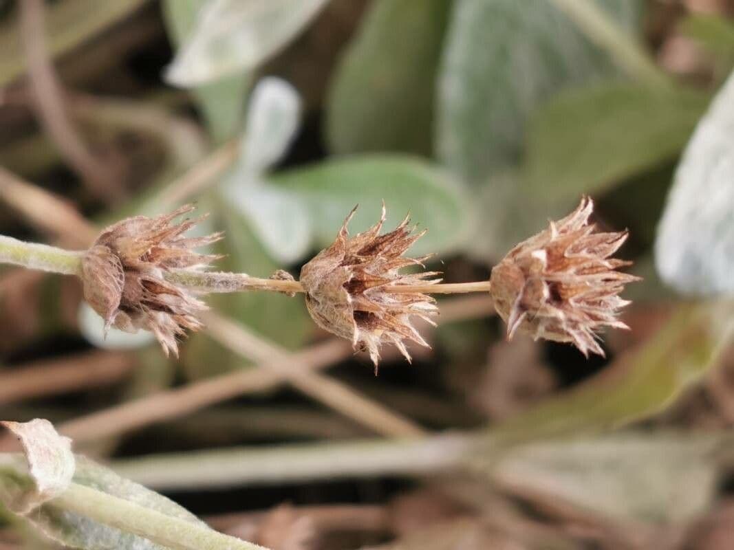 Sideritis syriaca