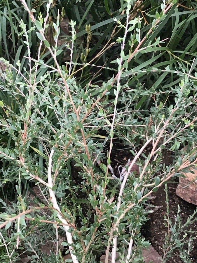 Melaleuca