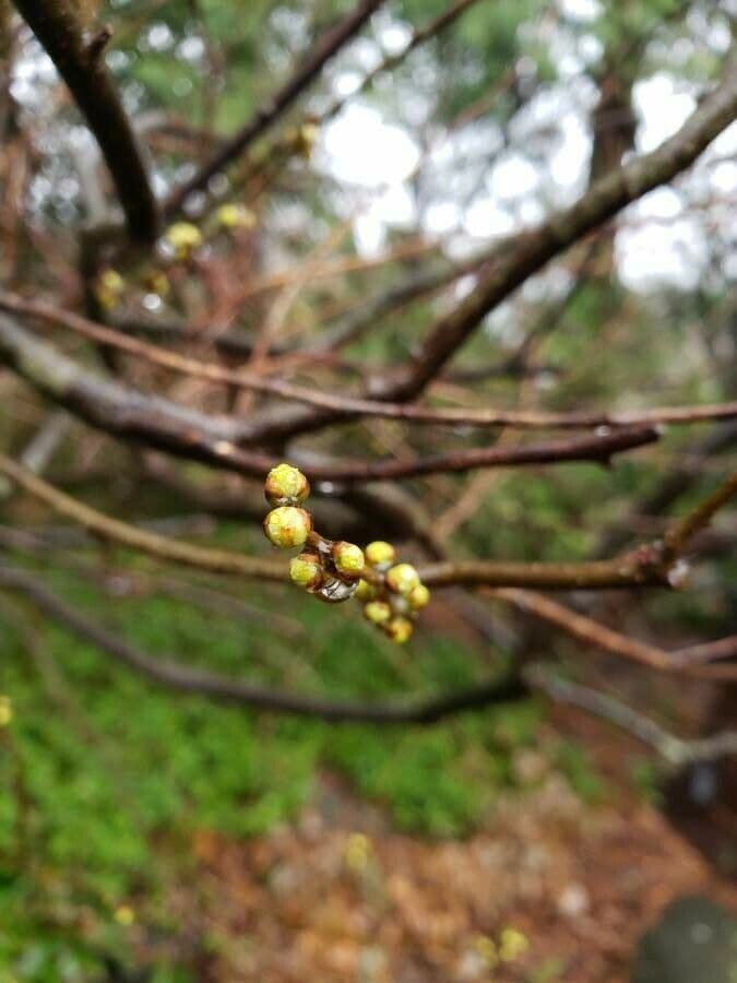 Lindera benzoin 10