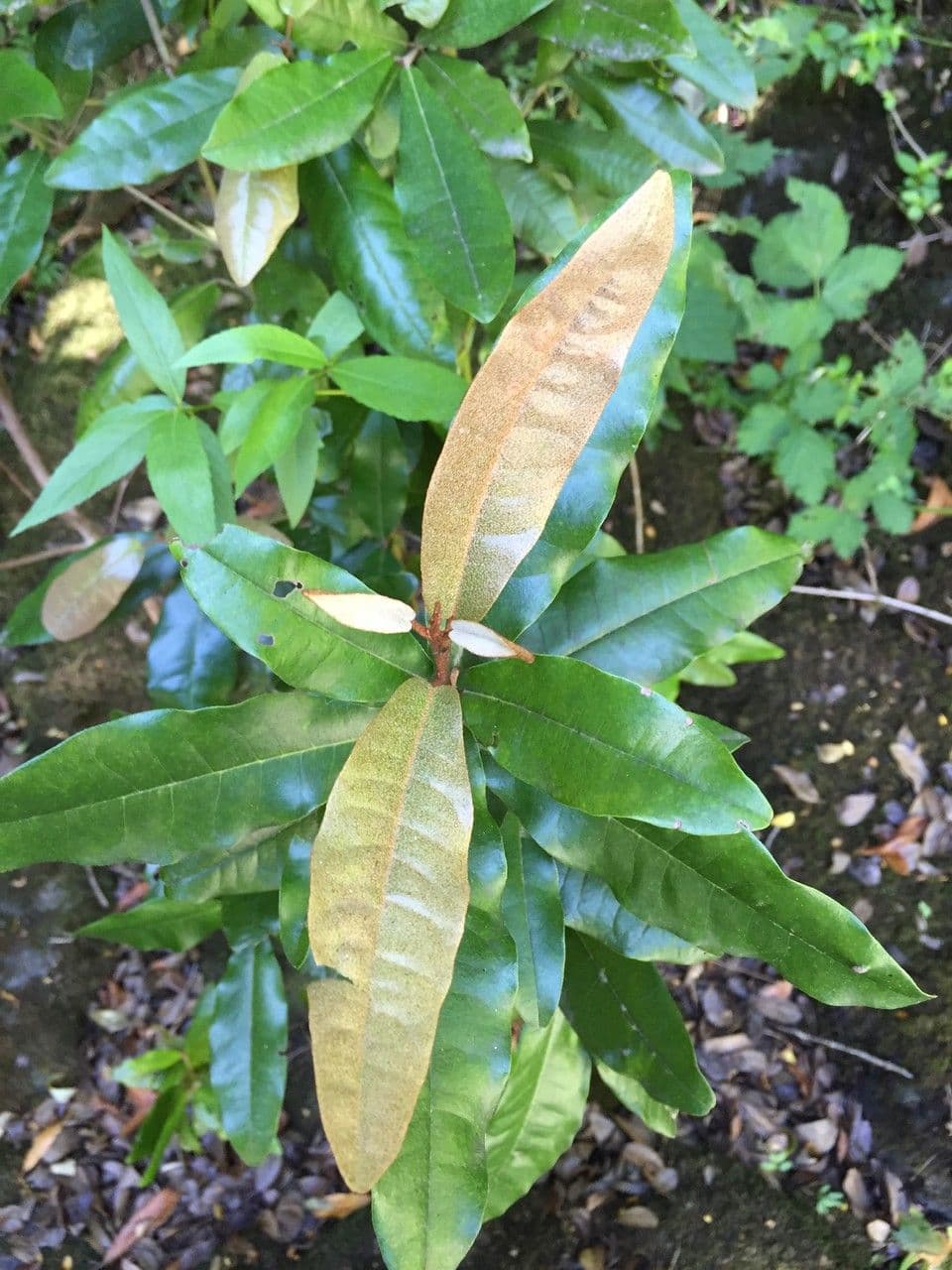 Aextoxicon punctatum 21