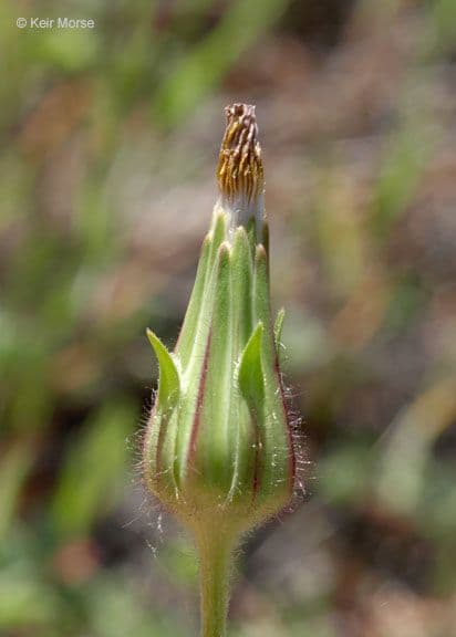 Agoseris annuale 4