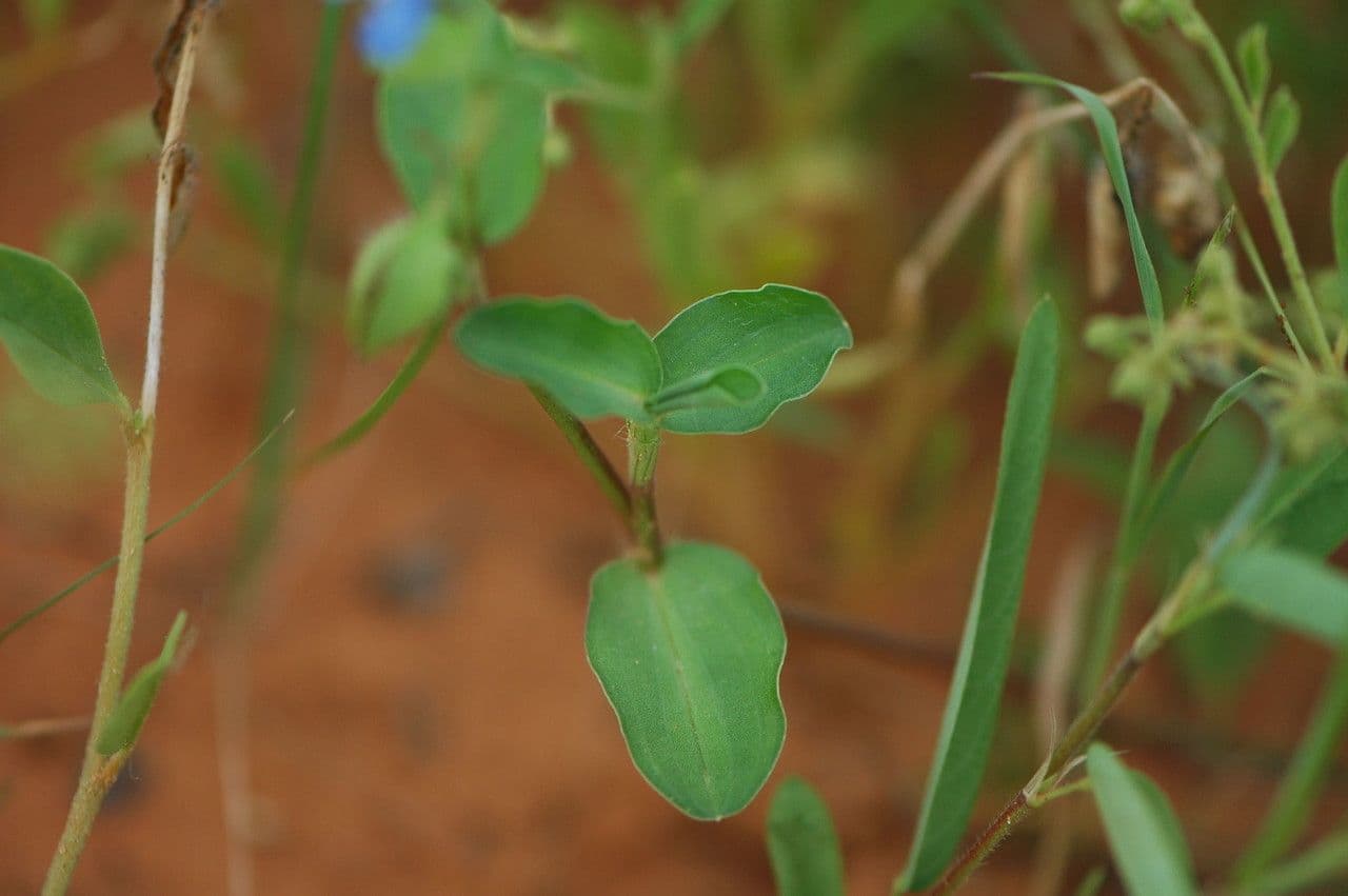 Wegerichblättrige Commelina 10