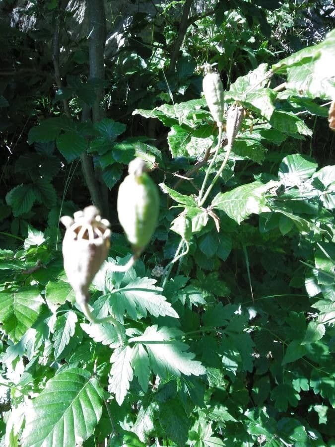 Meconopsis