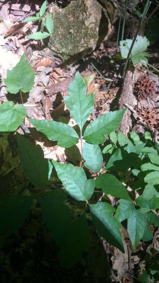 Toxicodendron pubescens 7
