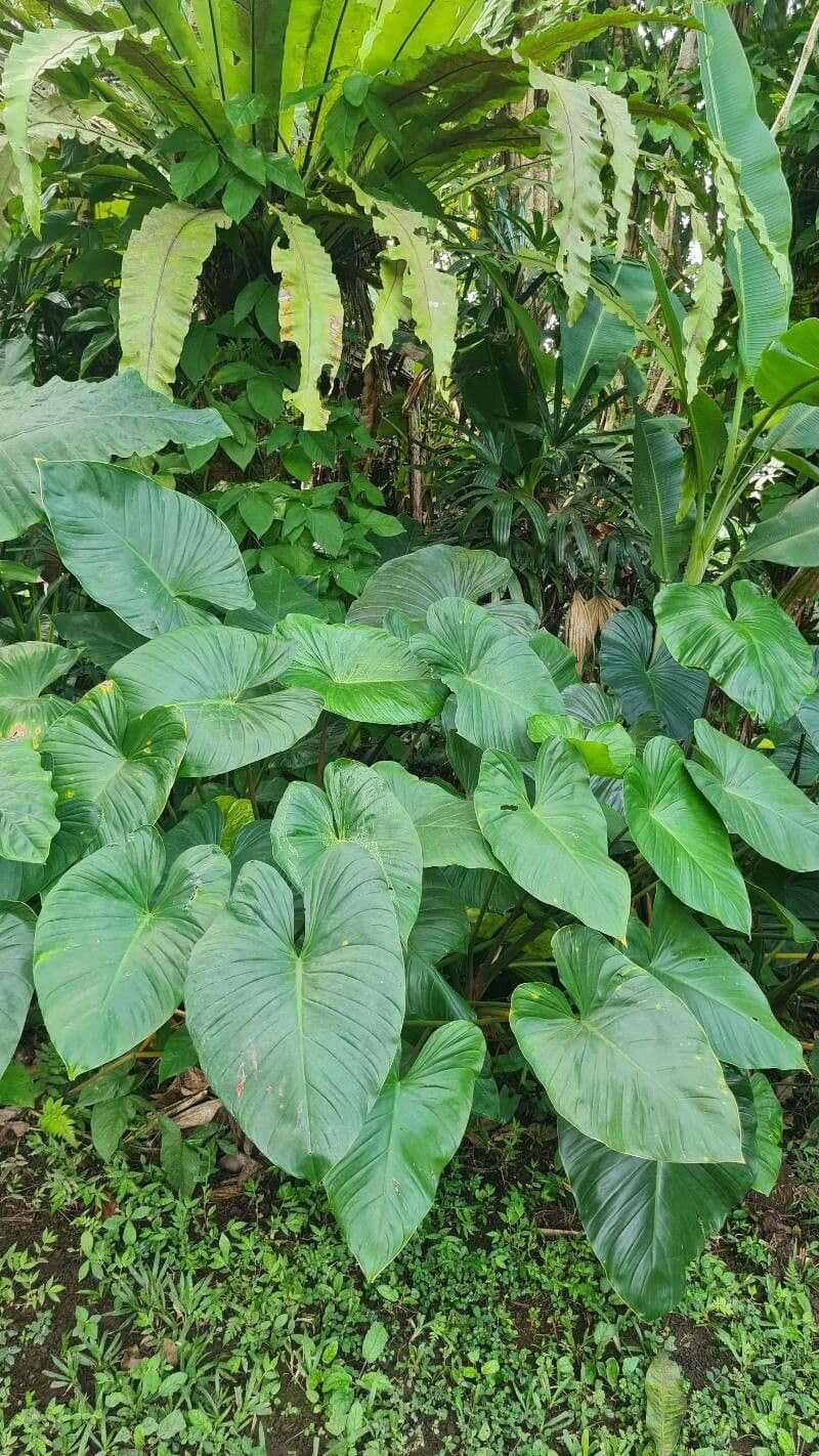 Homalomena 5