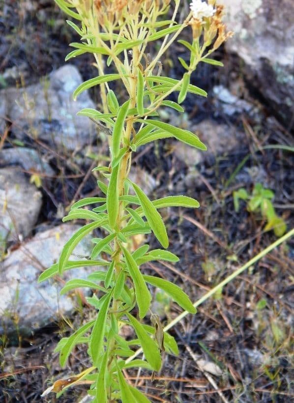 Stevia 9