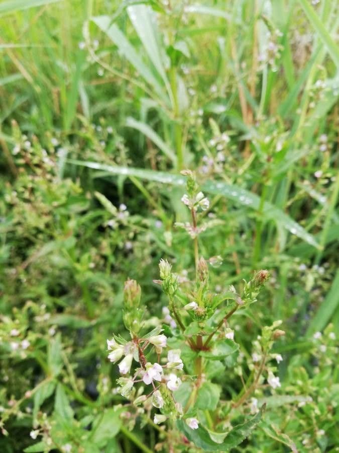 Veronica acquatica 16