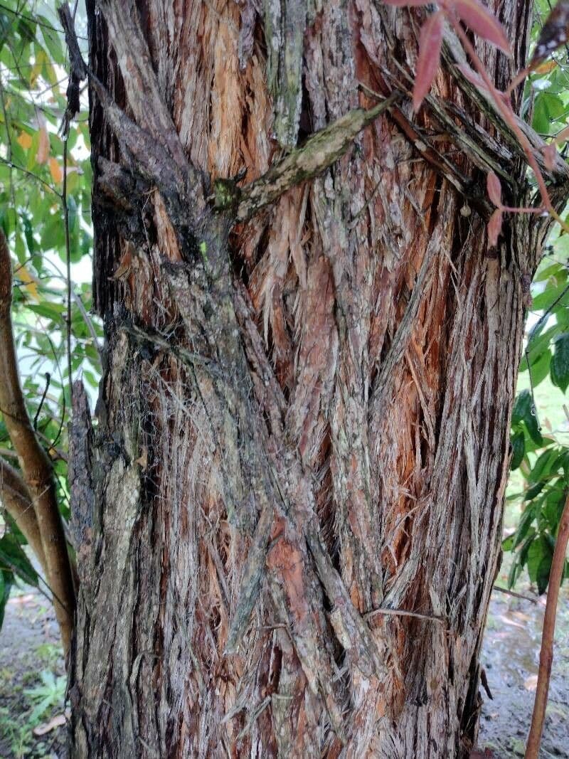 Syncarpia glomulifera 8