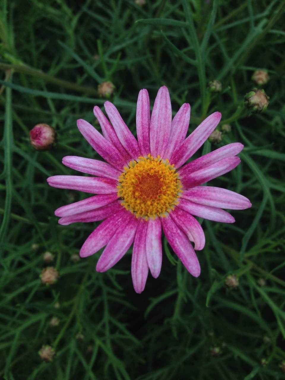 Argyranthemum 5