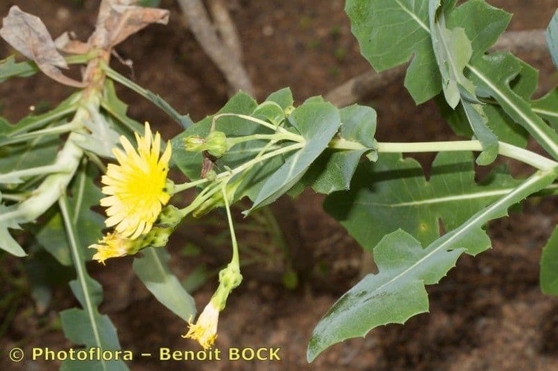Lechuga 9