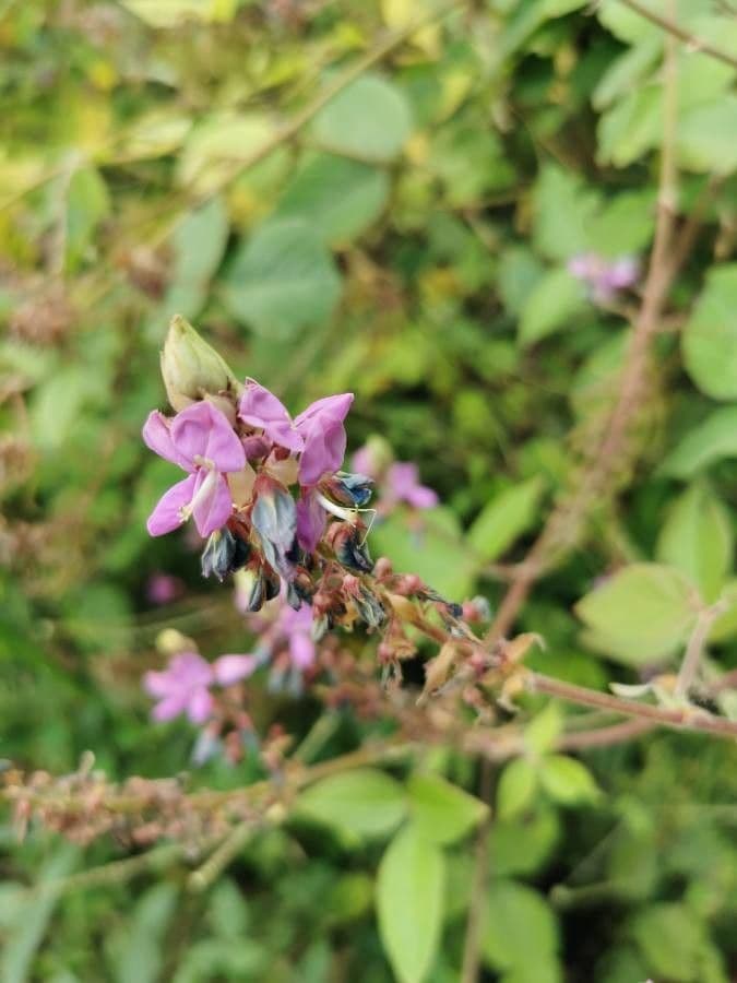 Desmodium 10