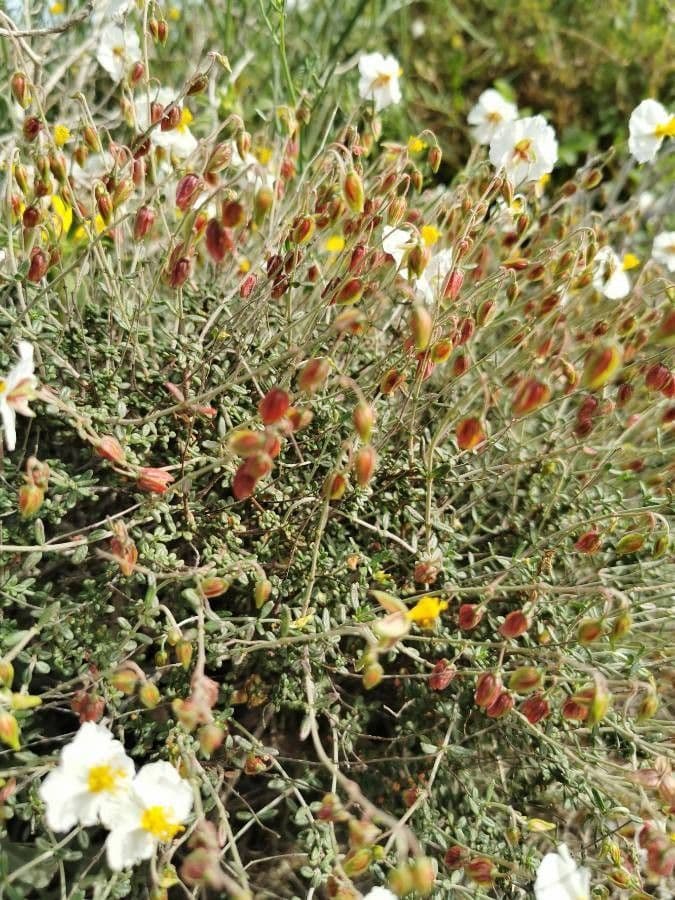 Helianthemum almeriense 16