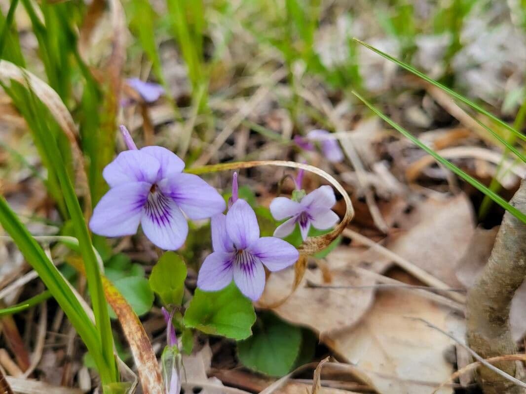Viola speronata 4
