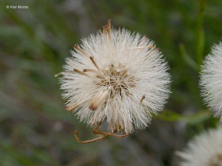 Erigeron 2