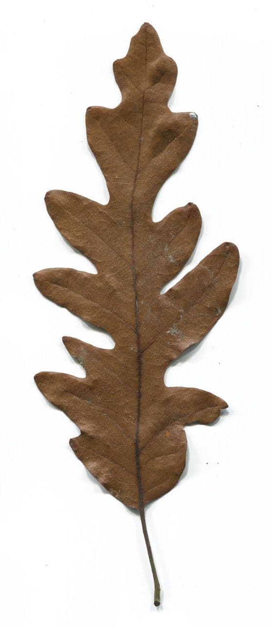 Zerreiche 29