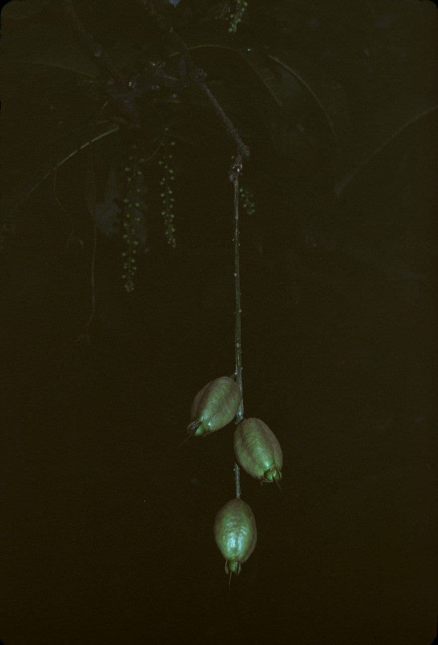 Barringtonia
