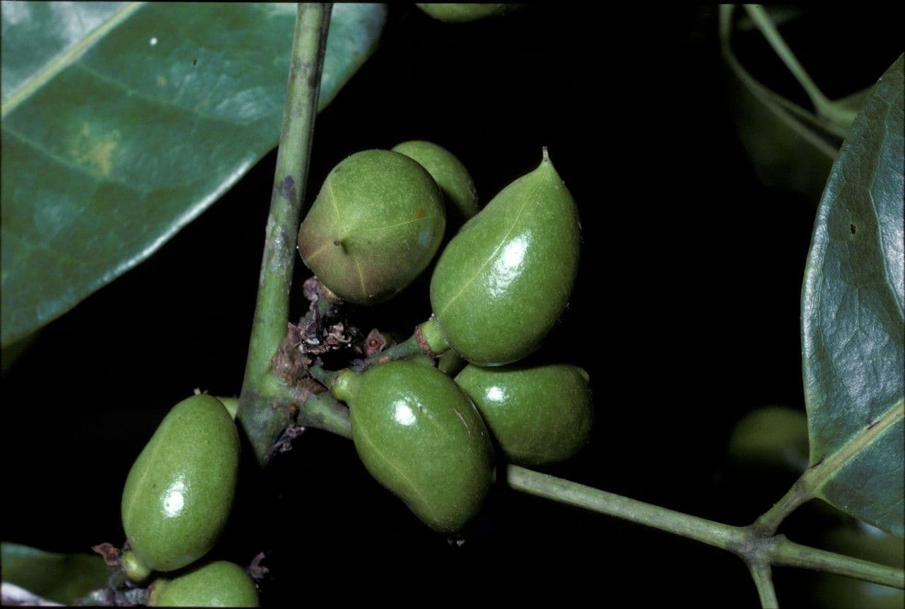 Protium heptaphyllum