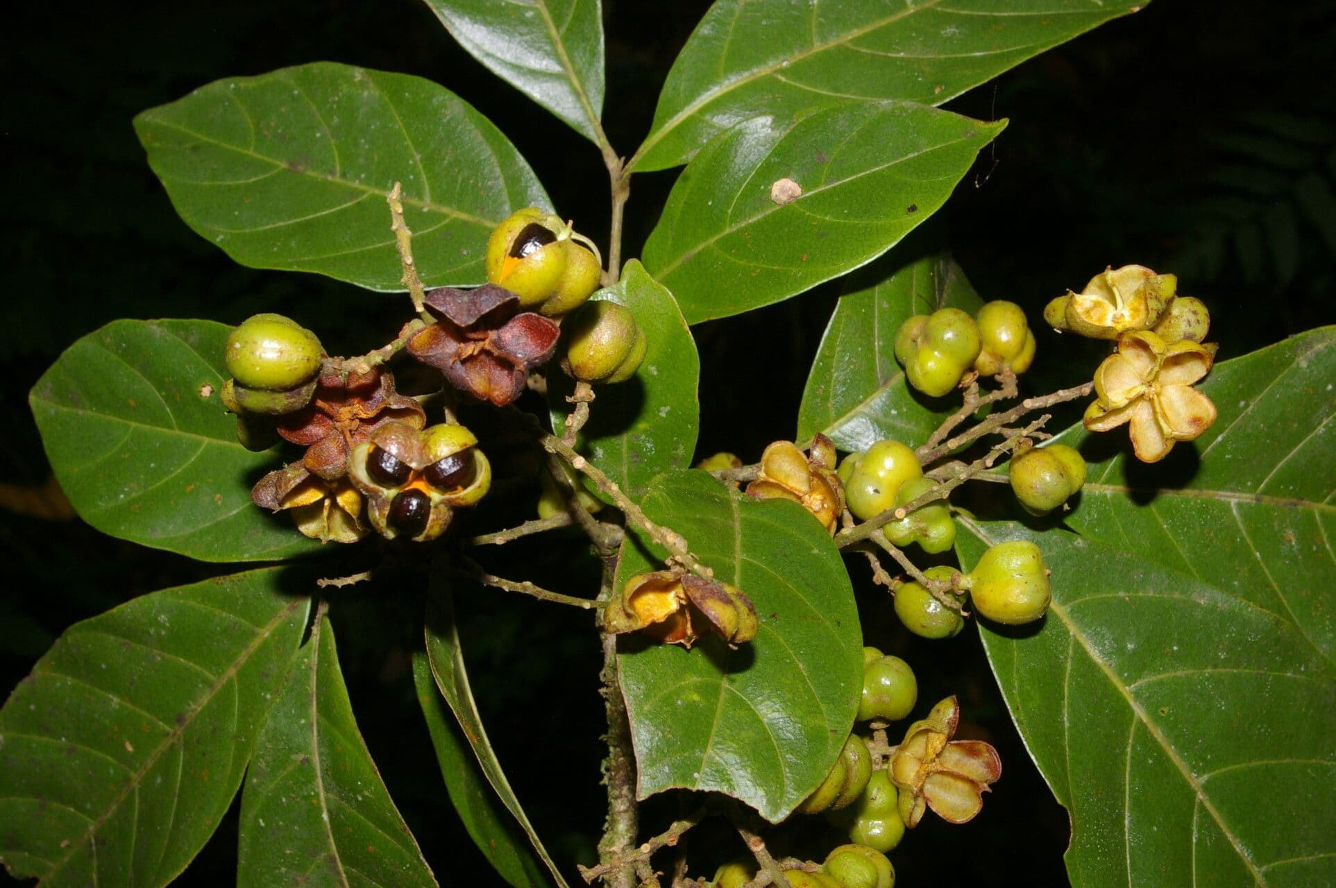 Cupania 2