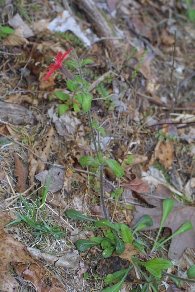 Silene virginica 7