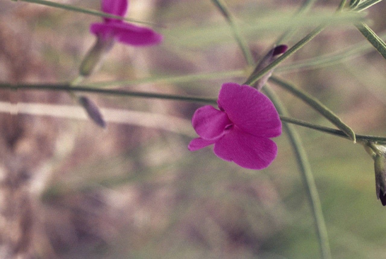 Cologania angustifolia 3