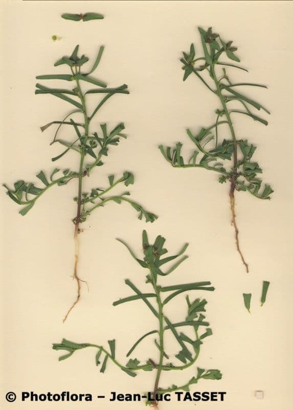 Euforbia dragoncello 7