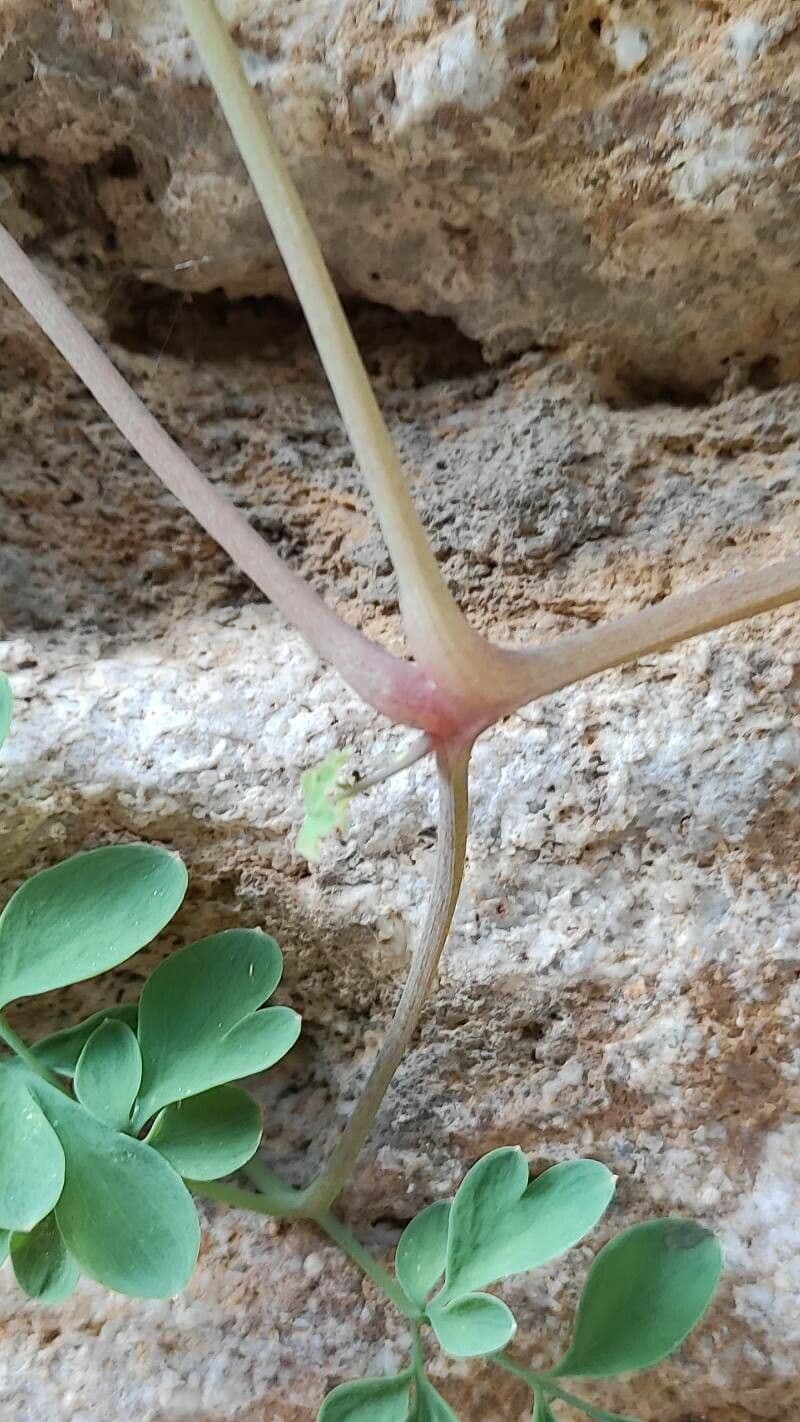 Colombina gialla 21